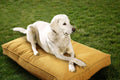 Sunbrella Double Sided Dog Bed for Indoor/OutdoorWashable Cover & Chew Proof Pets Mat for Multipurpose Easy Care & Pet Safe Products (Medium Polyester Yellow 26”x18”x 3")