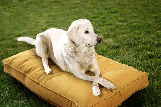 Sunbrella Double Sided Dog Bed for Indoor/OutdoorWashable Cover & Chew Proof Pets Mat for Multipurpose Easy Care & Pet Safe Products (Medium Polyester Yellow 26”x18”x 3")